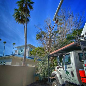 Hulk Tree Service - Removal of dangerous tree that had saltwater intrusion from a Hurricane storm surge - Tree Services Near Me - Largo, Florida Hulk Tree Service - Removal of dangerous tree that had saltwater intrusion from a Hurricane storm surge - Tree Services Near Me - Largo, Florida