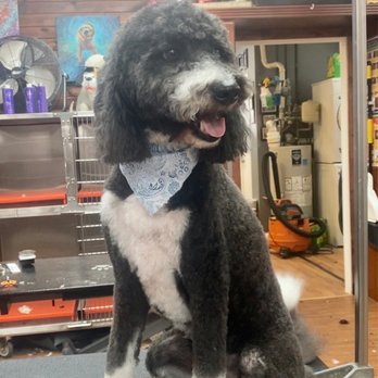 Barker N Bubbles Grooming spa - Pet Groomers Near Me - Chicago, Illinois