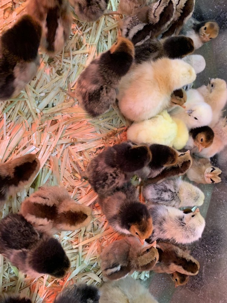 TRACTOR SUPPLY 11 Photos & 28 Reviews Hardware Stores 2000