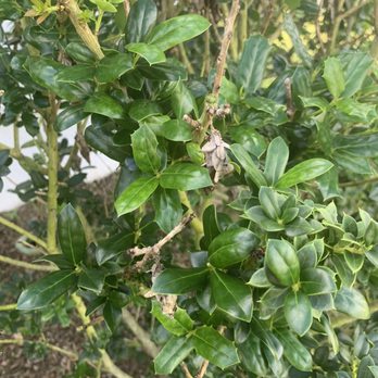 Massey Services - Shrub with bagworm damage - Pest Control Near Me - Wildwood, Florida Massey Services - Shrub with bagworm damage - Pest Control Near Me - Wildwood, Florida