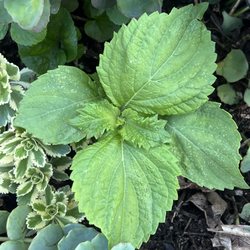 Fayetteville Farmer's Market - My perilla plant 1/2