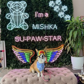 Mishka - Pet Stores Near Me - San Francisco, California Mishka - Pet Stores Near Me - San Francisco, California
