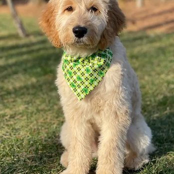 White Oak Doodles - F1 Goldendoodle - Pet Breeders Near Me White Oak Doodles - F1 Goldendoodle - Pet Breeders Near Me