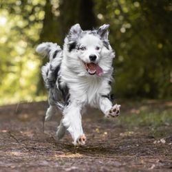 Bernardsville Animal Hospital