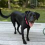 Posh Pets Rescue