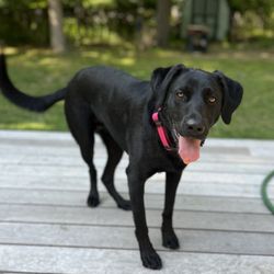 Posh Pets Rescue - Sailor telling us she's done with her break and is ready for some more ball tosses!