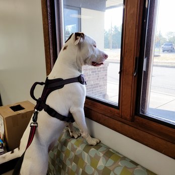 Mad River Veterinary Hospital - Veterinarians Near Me - Springfield, Ohio Mad River Veterinary Hospital - Veterinarians Near Me - Springfield, Ohio