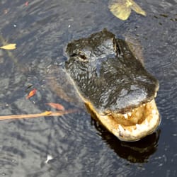 Cypress Airboats