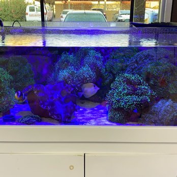 Amazing Aquariums & Reefs - Aquarium Services Near Me - Orange, California Amazing Aquariums & Reefs - Aquarium Services Near Me - Orange, California