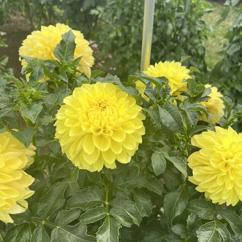 Swan Island Dahlias - Nurseries & Gardening Near Me - Canby, Oregon