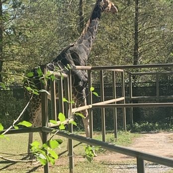 Zoo-to-Do - Local Flavor Near Me - New Orleans, Louisiana Zoo-to-Do - Local Flavor Near Me - New Orleans, Louisiana
