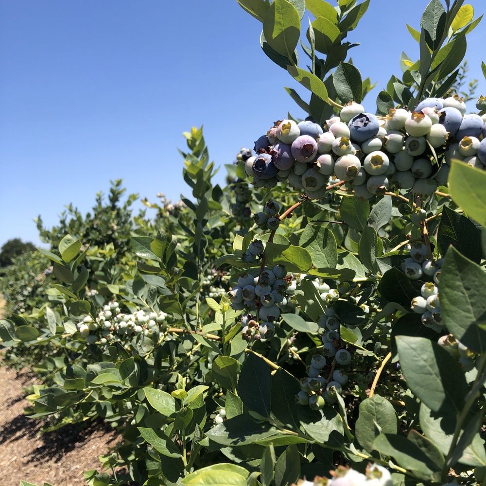 VanderHelm Farms - Farms Near Me - Modesto, California
