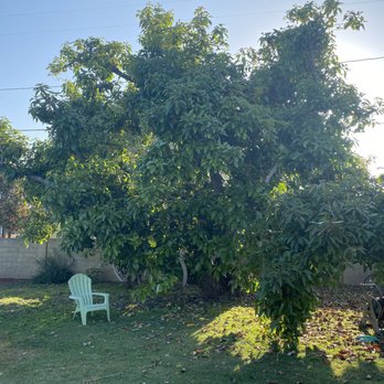 My Tree Experts - Tree Services Near Me My Tree Experts - Tree Services Near Me