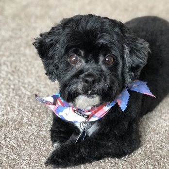 Cradled Pups - Murphy all groomed - Pet Groomers Near Me