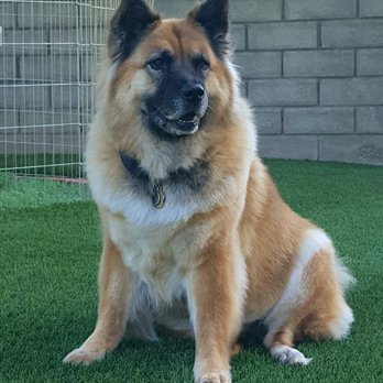 Dogs Etc - Bailey looked beautiful after her spa day Thank you Angela - Pet Groomers Near Me - Newhall, California