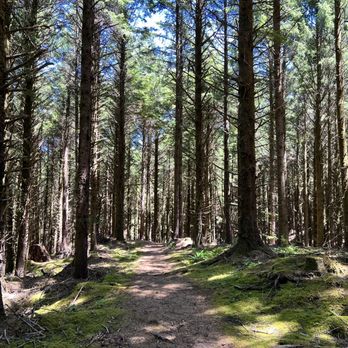 Agnes Creek Open Space - Agnes Creek Open Space - North Trail - Hiking Near Me - Lincoln City, Oregon Agnes Creek Open Space - Agnes Creek Open Space - North Trail - Hiking Near Me - Lincoln City, Oregon
