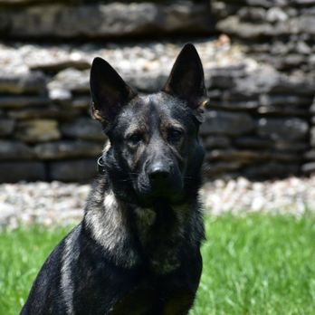 K9 Unleashed - K9 Unleashed German Shepherd personal protection dog - Pet Training Near Me - Richmond, Kentucky
