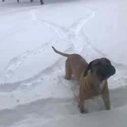 Olympic Dogs - Enjoying the 2 feet of snow we had in Flagstaff Arizona recently..