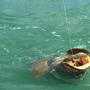 Big Bully Outdoors - Goliath Grouper - Fishing Near Me - Boca Grande, Florida