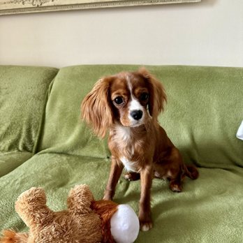 Puppy Haven - Buckhead - Pet Boarding Near Me - Atlanta, Georgia