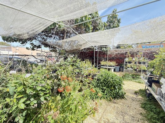 Spiral Gardens by null