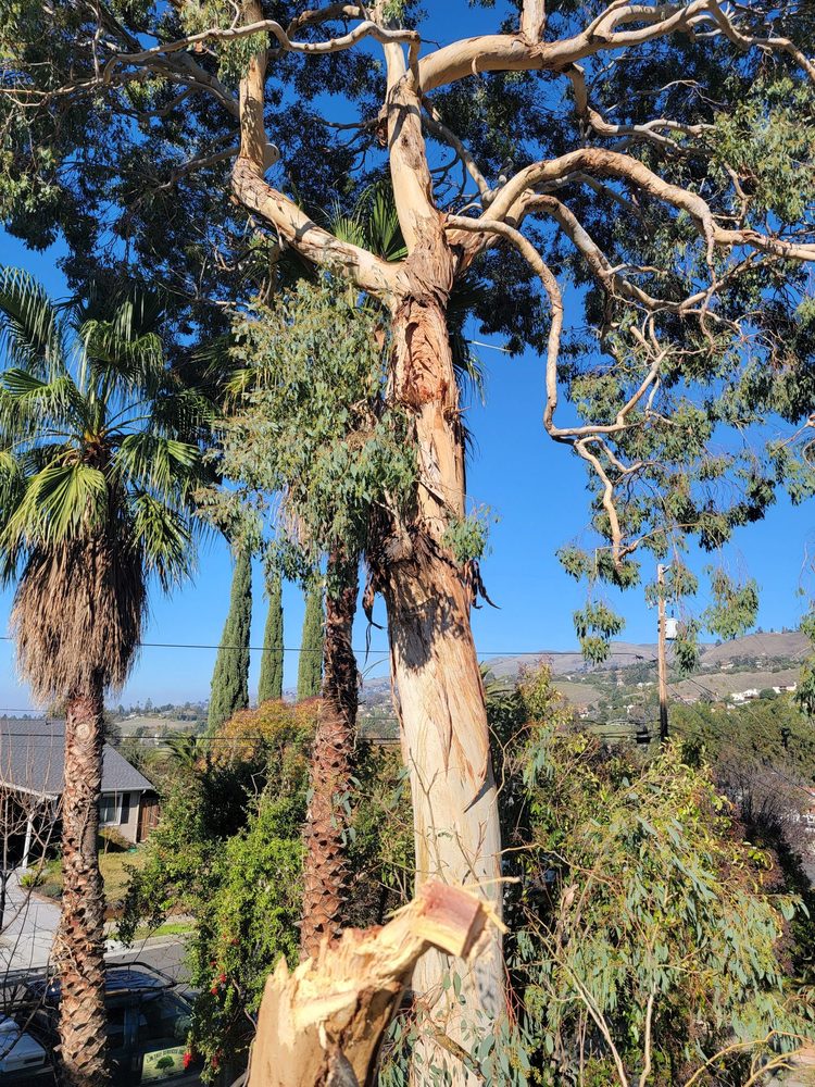 LJR Tree Services - tree service in San Jose, CA