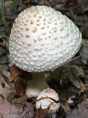 Clifford Park by null