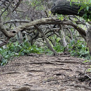 Bunkers Trail - Hiking Near Me - Kaneohe, Hawaii Bunkers Trail - Hiking Near Me - Kaneohe, Hawaii