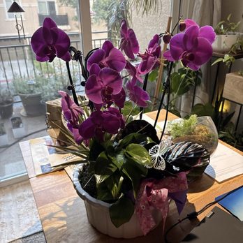 Arden Park - Purple orchids - Florists Near Me - Sacramento, California