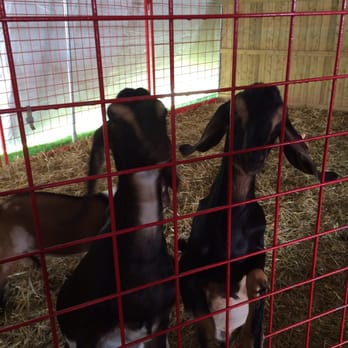 Didier Farms - Nubian goats - Farmers Market Near Me - Prairie View, Illinois