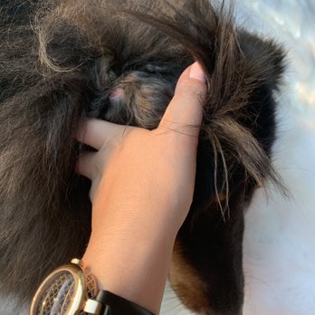 Groomit - Pet Groomers Near Me
