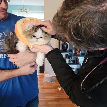 Bettervet - Veterinarians Near Me - Eugene, Oregon