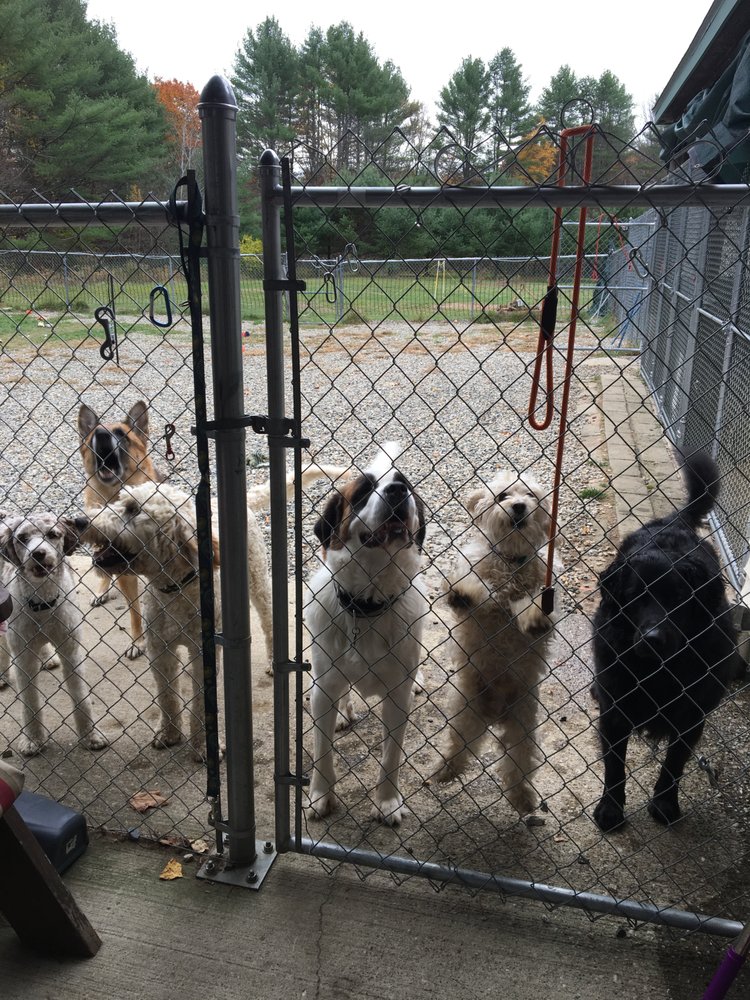 PAWSITIVE DOG KENNEL Request Consultation 274 Red Schoolhouse Rd