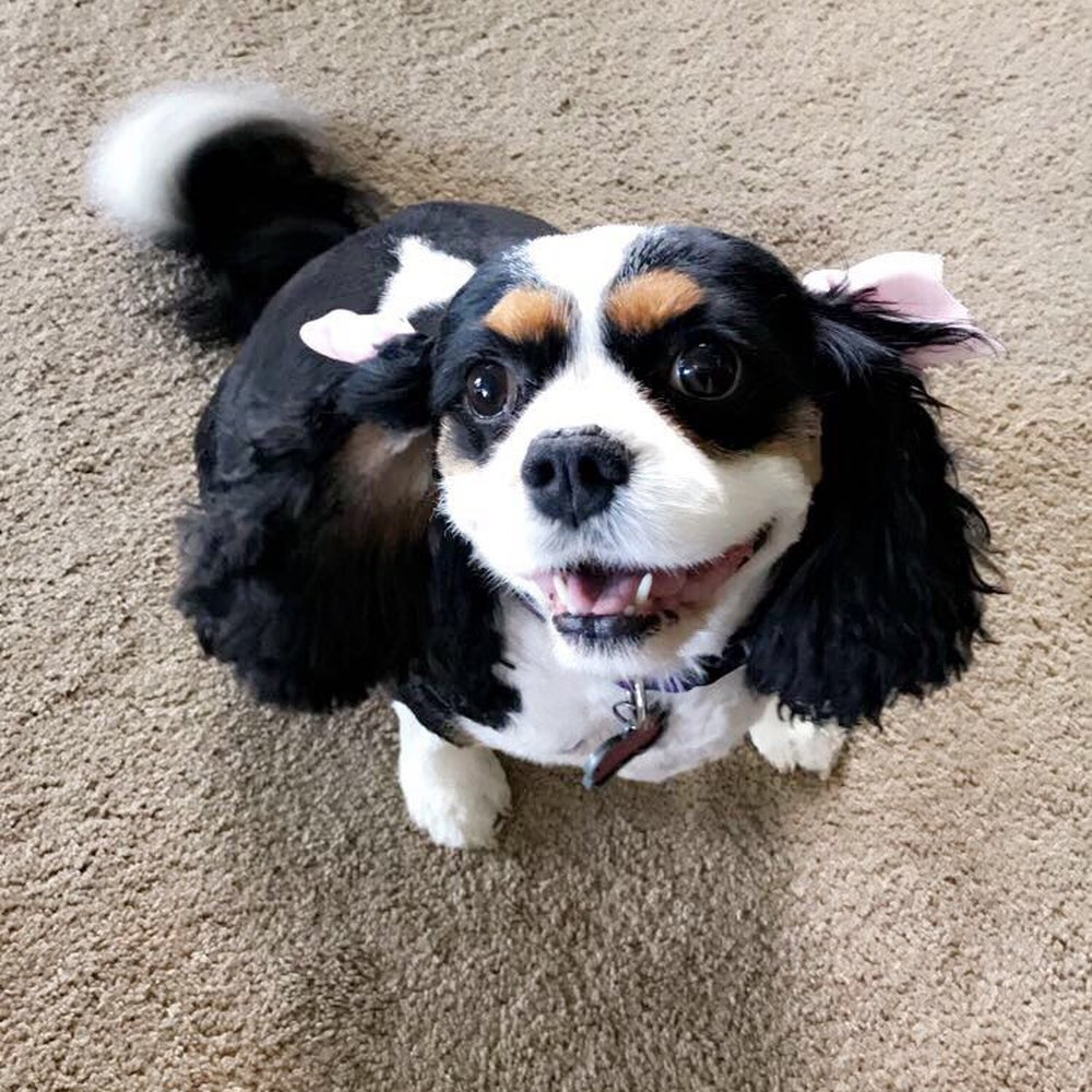 Central Bark Atlanta - Pet Training Near Me - Atlanta, Georgia