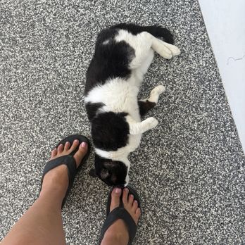 Broadway Pet Hospital - Gatsby, the clinic cat! - Veterinarians Near Me - Long Beach, California