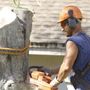 Photo of The Tree Barber