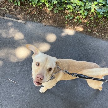 Oh Behave Dog Training - Pet Training Near Me - San Ramon, California Oh Behave Dog Training - Pet Training Near Me - San Ramon, California