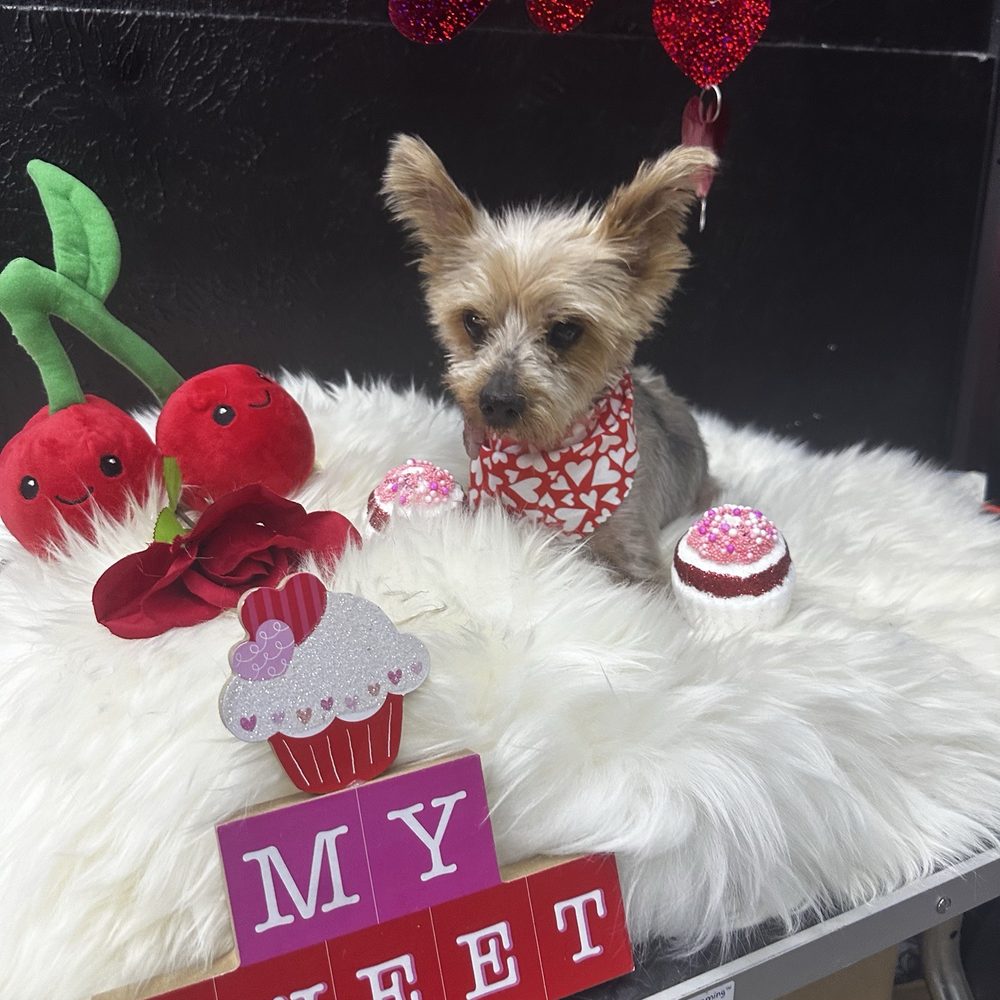 The Dog Boutique - Lover boy Bentley - Pet Stores Near Me - Albuquerque, New Mexico The Dog Boutique - Lover boy Bentley - Pet Stores Near Me - Albuquerque, New Mexico