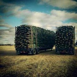 Chicago's Christmas Trees