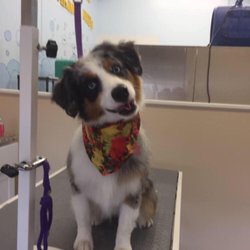 Happy Paws Dog Grooming and Daycare - Awe!