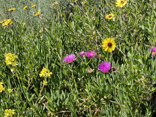 Upper Newport Bay Nature Preserve by null