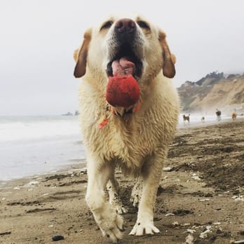 Dog Love Solutions - Perfect Fetch ! - Dog Walkers Near Me Dog Love Solutions - Perfect Fetch ! - Dog Walkers Near Me