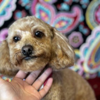 Bow WOW Bathing TX - Pet Groomers Near Me Bow WOW Bathing TX - Pet Groomers Near Me