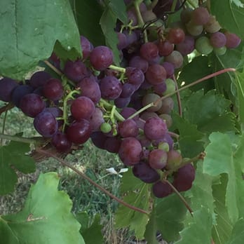 Aurora Vineyards - Wine Tasting Room Near Me - Aurora, Oregon Aurora Vineyards - Wine Tasting Room Near Me - Aurora, Oregon