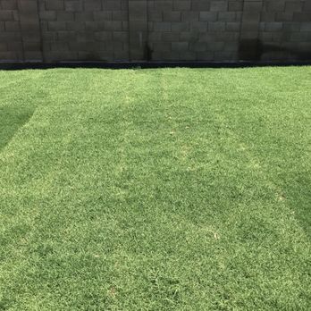 Nevarez Landscape - Two weeks after sod installation. - Landscaping Near Me