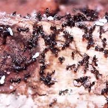 Pestivo Pest Solutions - Ants eating termites. - Pest Control Near Me Pestivo Pest Solutions - Ants eating termites. - Pest Control Near Me