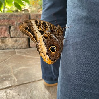 GT Butterfly House & Bug Zoo - Zoos Near Me - Williamsburg, Michigan GT Butterfly House & Bug Zoo - Zoos Near Me - Williamsburg, Michigan