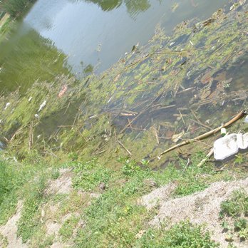 Legg Lake Park - lake scum - Parks Near Me - South El Monte, California Legg Lake Park - lake scum - Parks Near Me - South El Monte, California