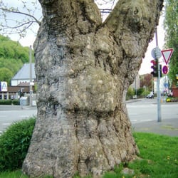 Platane vor dem Hohenlimburger Rathaus