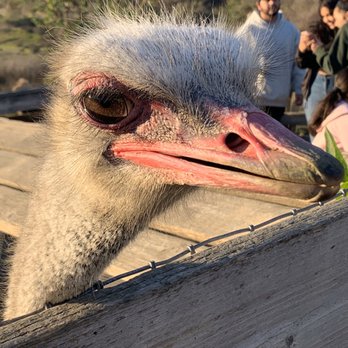 Ostrichland USA - Attraction Farms Near Me - Solvang, California